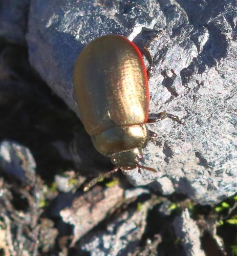 Réf. 310 917 : Chrysolina marginata