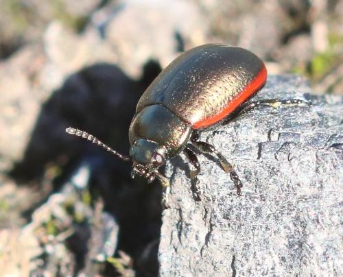 Réf. 310 918 : Chrysolina marginata