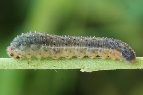 Cytisogaster picta