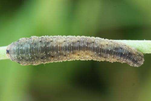 Cytisogaster picta