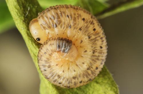 Cytisogaster picta
