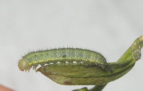 Colias alfacariensis