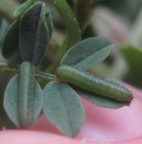 Colias alfacariensis
