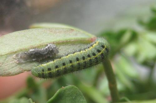 Réf. 310 597 : Colias alfacariensis