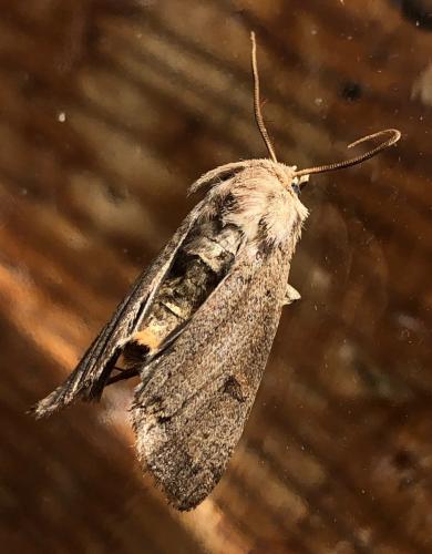Xestia castanea