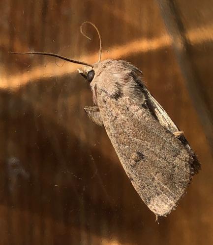 Xestia castanea