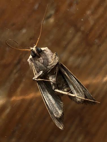 Xestia castanea