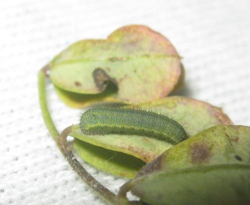 Colias alfacariensis