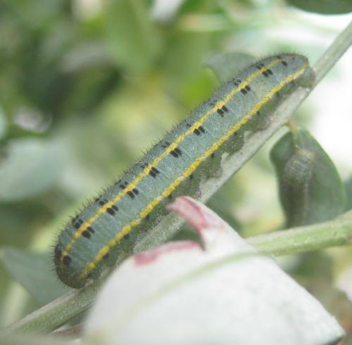 Réf. 310 598 : Colias alfacariensis