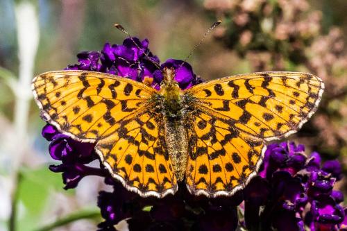 Réf. 310 038 : Boloria dia