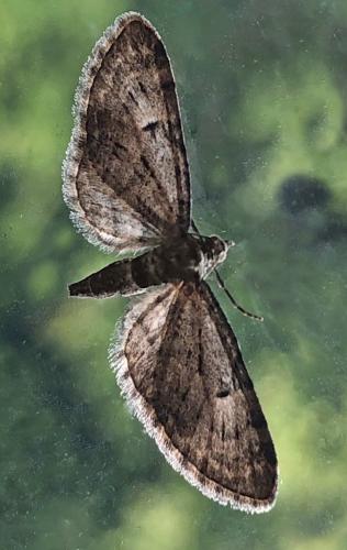 Réf. 310 140 : Eupithecia virgaureata