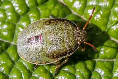 Réf. 310 312 : Piezodorus lituratus