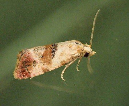 Cochylis millierana
