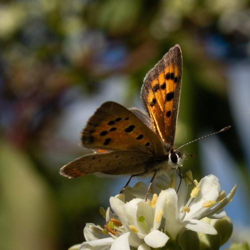 Lycaena phlaeas