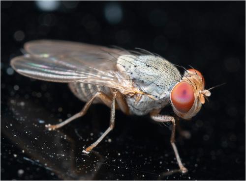 Réf. 310 125 : Prosopomyia pallida