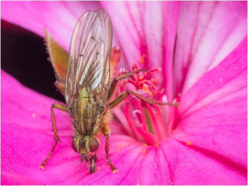 Réf. 310 193 : Scathophaga stercoraria