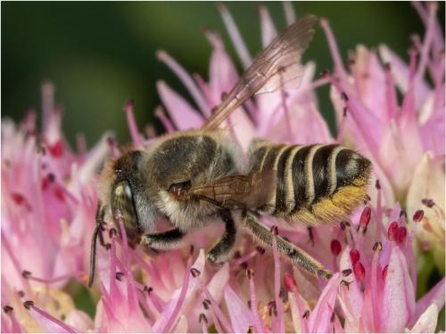 Megachile sp.