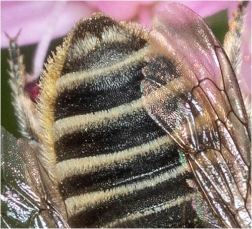 Megachile sp.