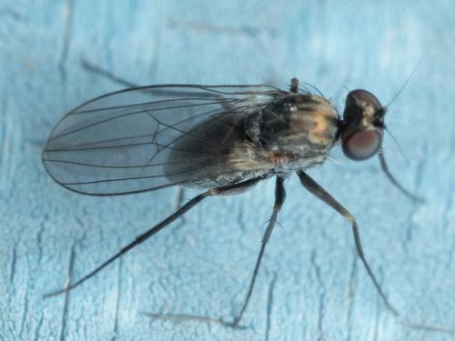 Medetera sp.