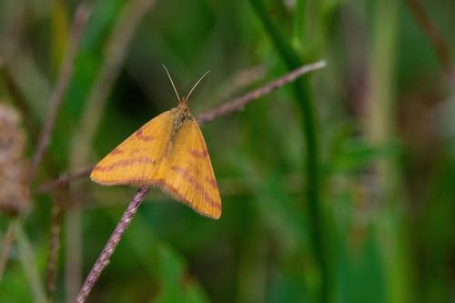 Réf. 310 941 : Lythria purpuraria
