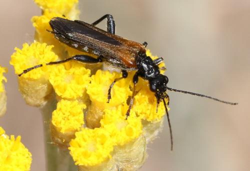 Oedemera simplex