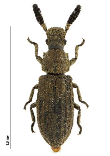 Réf. 310 198 : Orthocerus clavicornis