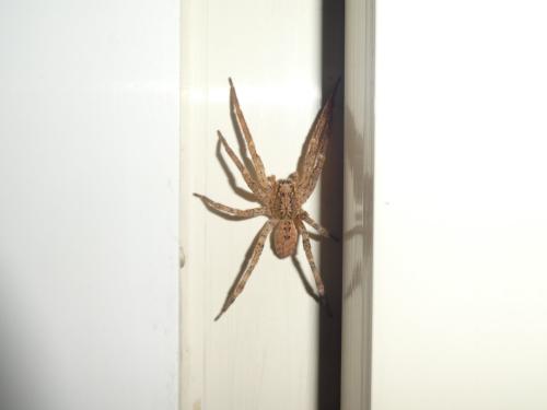 Zoropsis spinimana