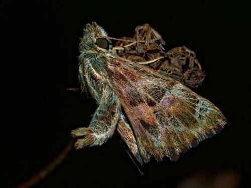 Réf. 310 810 : Carcharodus alceae