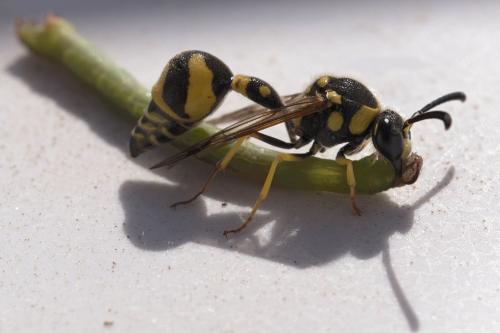 Eumenes sp.