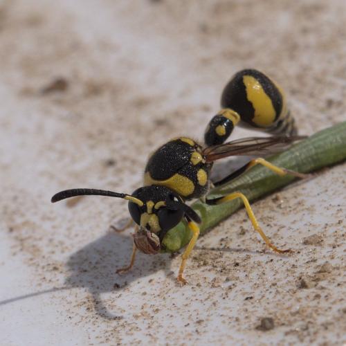 Eumenes sp.