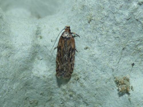Depressaria sp.