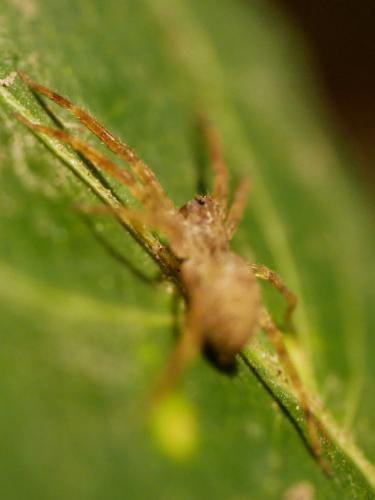 Zoropsis spinimana