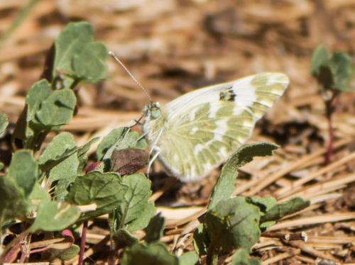 Réf. 310 878 : Pontia daplidice
