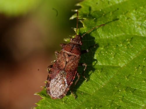 Réf. 310 212 : Orsillus depressus