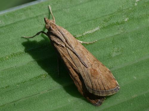 Nomophila noctuella