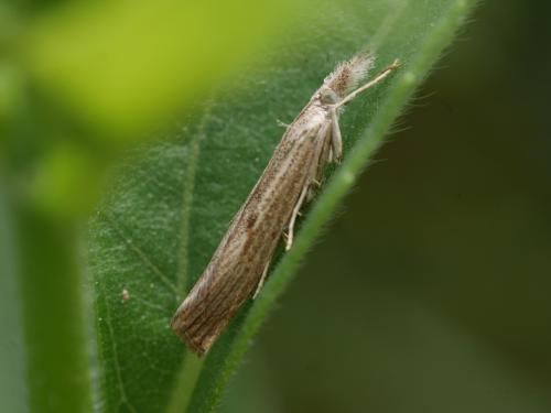 Réf. 310 881 : Agriphila geniculea