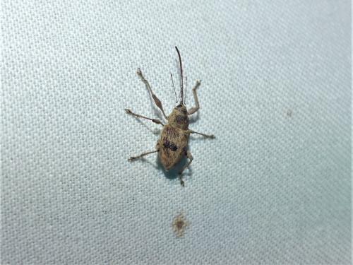 Curculio elephas