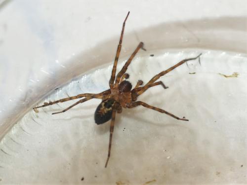 Amaurobius similis