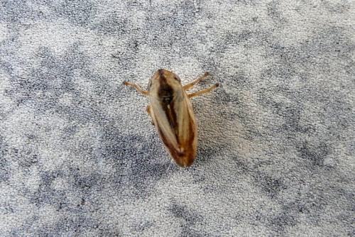 Philaenus spumarius
