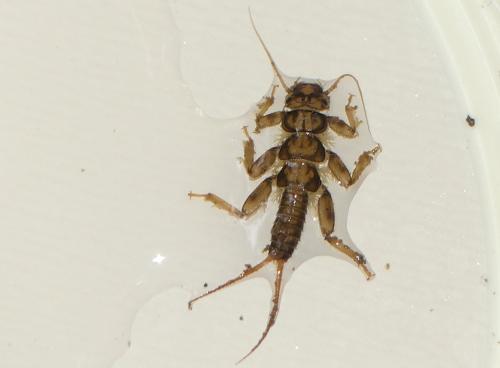 Réf. 310 553 : Perla marginata