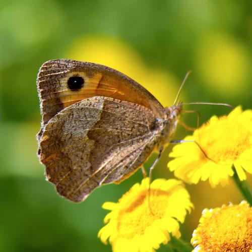Réf. 310 443 : Maniola jurtina