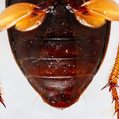 Pseudoophonus griseus