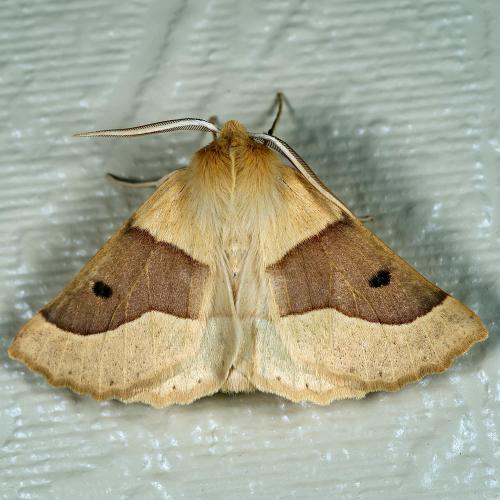 Réf. 310 225 : Crocallis elinguaria