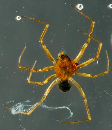 Porrhomma sp.