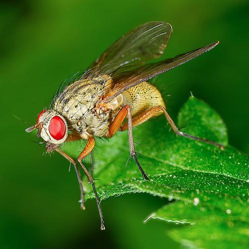 Helina impuncta