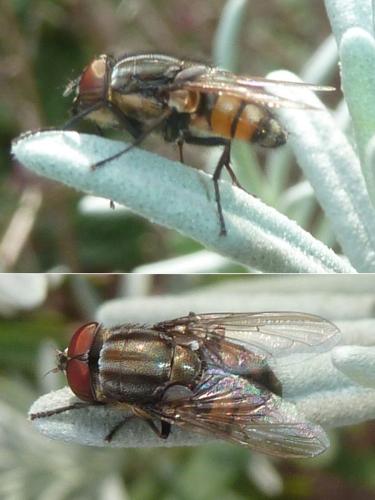 Stomorhina lunata