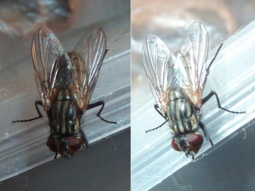Réf. 310 011 : Musca domestica