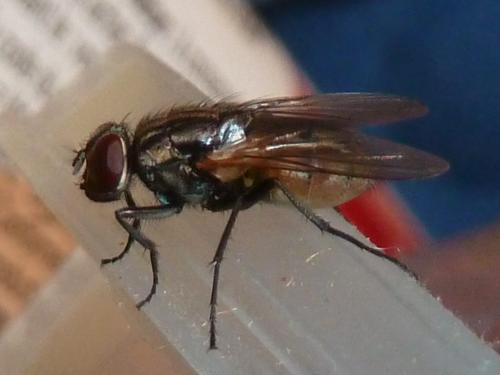 Réf. 310 012 : Musca domestica