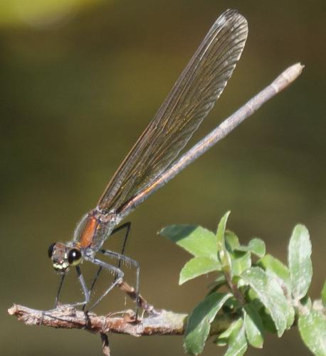 Calopteryx xanthostoma