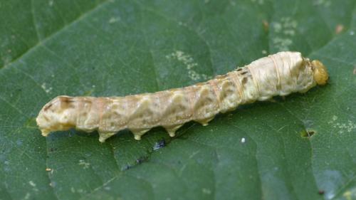Réf. 310 195 : Thyatira batis